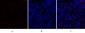 SOCS-1 Polyclonal Antibody